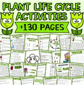 Spring Plant Life Cycle Activities | Themed Printable and Digital Worksheets